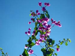 07 1027 Viola
